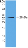 Anti-Extracellular Signal Regulated Kinase 1 (ERK1) Polyclonal Antibody