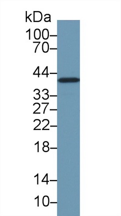 Anti-Glyceraldehyde-3-Phosphate Dehydrogenase (GAPDH) Polyclonal Antibody