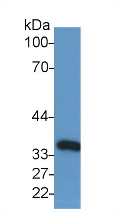 Anti-Glyceraldehyde-3-Phosphate Dehydrogenase (GAPDH) Monoclonal Antibody