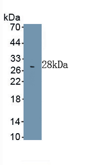 Anti-Lamin B1 (LMNB1) Monoclonal Antibody