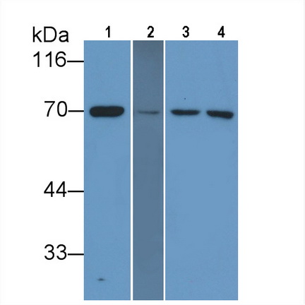 Anti-Lamin B1 (LMNB1) Monoclonal Antibody