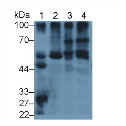 Anti-Lamin A/C (LMNA) Monoclonal Antibody