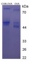 OVA Conjugated Cortisone (Cor)