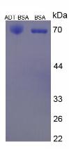 BSA Conjugated Androsterone (ADT)