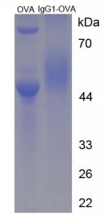 OVA Conjugated Immunoglobulin G1 (IgG1)