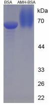 BSA Conjugated Anti-Mullerian Hormone (AMH)