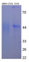 CPA228Hu21.jpg