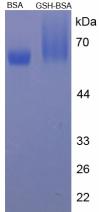 BSA Conjugated Glutathione (GSH)