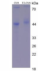 CPA461Ge21.jpg