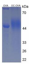 OVA Conjugated Osteocalcin (OC)