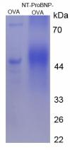 OVA Conjugated N-Terminal Pro-Brain Natriuretic Peptide (NT-ProBNP)