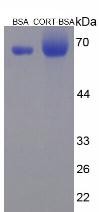 BSA Conjugated Corticosterone (Cort)