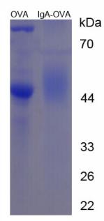 OVA Conjugated Immunoglobulin A (IgA)