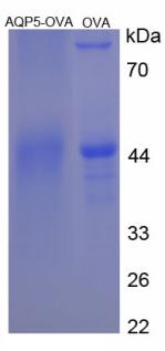 CPA583Hu21.jpg