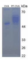 OVA Conjugated Pepsin (PP)