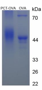 OVA Conjugated Procalcitonin (PCT)