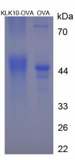 OVA Conjugated Kallikrein 10 (KLK10)