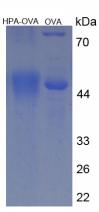 OVA Conjugated Heparanase (HPSE)