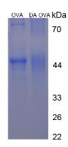 OVA Conjugated Dopamine (DA)