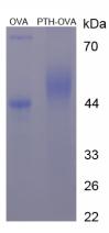 OVA Conjugated Parathyroid Hormone (PTH)