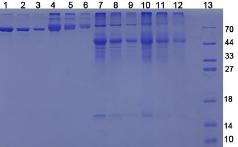 BSA Conjugated 25-Hydroxyvitamin D3 (HVD3)