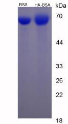 BSA Conjugated Histamine (HA)