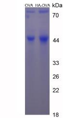 OVA Conjugated Histamine (HA)