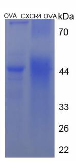 OVA Conjugated Chemokine C-X-C-Motif Receptor 4 (CXCR4)