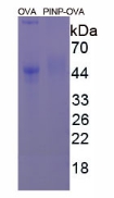 CPA957Hu21.jpg