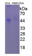 OVA Conjugated Procollagen I N-Terminal Propeptide (PINP)