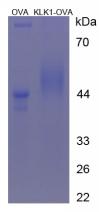 OVA Conjugated Kallikrein 1 (KLK1)