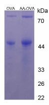 OVA Conjugated Arachidonic Acid (AA)