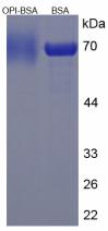 BSA Conjugated Opiorphin (OPI)