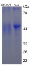 OVA Conjugated Opiorphin (OPI)