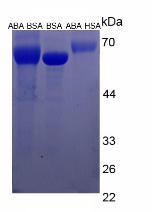 HSA Conjugated Abscisic Acid (ABA)