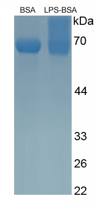 BSA Conjugated Lipopolysaccharide (LPS)