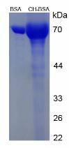 BSA Conjugated Cholesterol (CH)