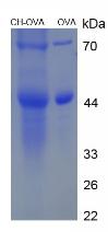 OVA Conjugated Cholesterol (CH)