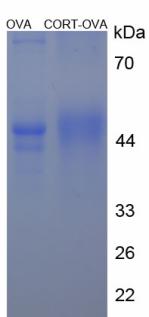 OVA Conjugated Cortistatin (CORT)