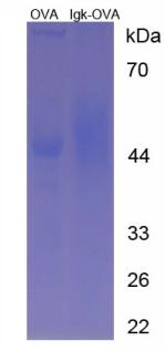 OVA Conjugated Immunoglobulin Kappa (Igk)