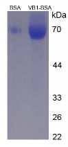 BSA Conjugated Vitamin B1 (VB1)