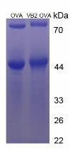 OVA Conjugated Vitamin B2 (VB2)