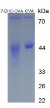 OVA Conjugated 7-Dehydrocholesterol (7-DHC)