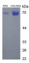 BSA Conjugated Homovanillic Acid (HVA)