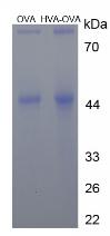 OVA Conjugated Homovanillic Acid (HVA)