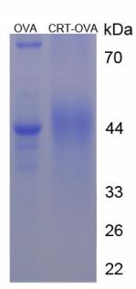 OVA Conjugated Creatine Transporter (CRT)