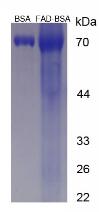 BSA Conjugated Flavin Adenine Dinucleotide (FAD)