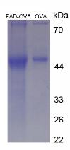 OVA Conjugated Flavin Adenine Dinucleotide (FAD)