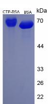 BSA Conjugated Cytidine Triphosphate (CTP)