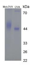 OVA Conjugated Methionine (Met)